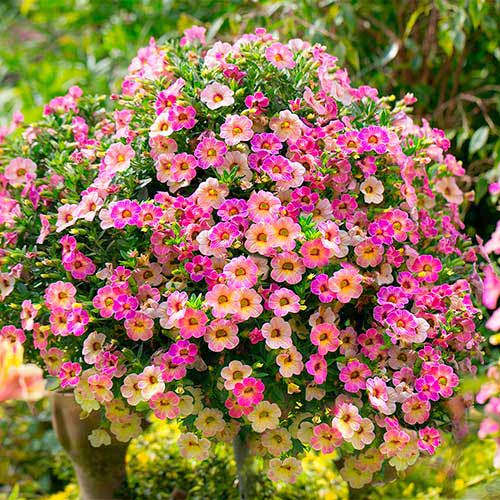 Петуния крупноцветковая Дольче Трио F1, смесь окрасок артикул фото 2 Петуния крупноцветковая Дольче Трио F1, смесь окрасок изображение 2 артикул 66110