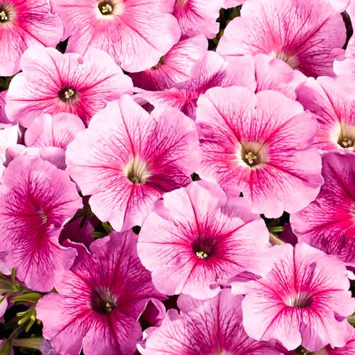 Петуния крупноцветковая Фалкон Пинк F1, семена артикул фото 1 Петуния крупноцветковая Фалкон Пинк F1, семена изображение 1 артикул 66132
