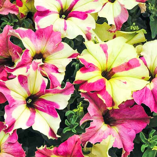 Петуния крупноцветковая Лайм биколор F1, семена изображение 1 артикул 66173