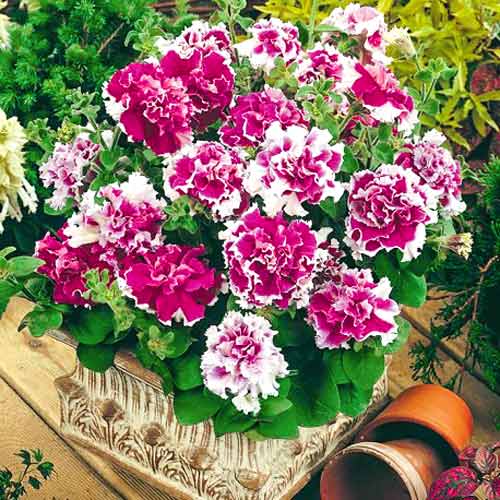 Петуния махровая грандифлора Пируэт розовый F1, семена изображение 1 артикул 65865