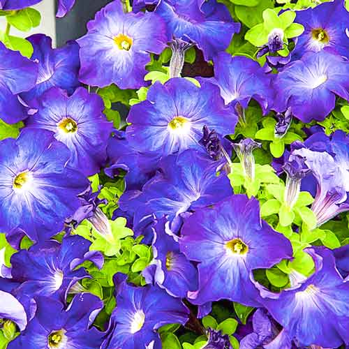 Петуния крупноцветковая Синее утро F1, семена изображение 1 артикул 66126