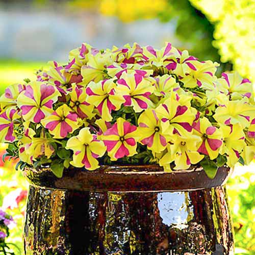 Петуния крупноцветковая Софистика лайм двухцветный F1, семена изображение 1 артикул 66127