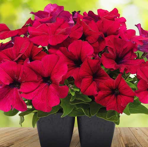 Петуния Ламбада Бургунди F1 артикул фото 1 Петуния Ламбада Бургунди F1 изображение 1 артикул 71544