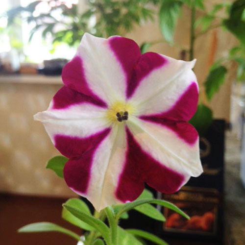 Петуния Лавина Арлекино F1 изображение 1 артикул 83922