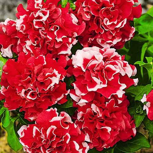 Петуния махровая  Пируэт красный F1 артикул фото 1 Петуния махровая  Пируэт красный F1 изображение 1 артикул 65863