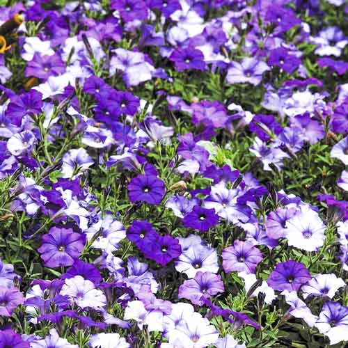 Петуния мелкоцветковая Шок Деним F1, семена  изображение 1 артикул 65860