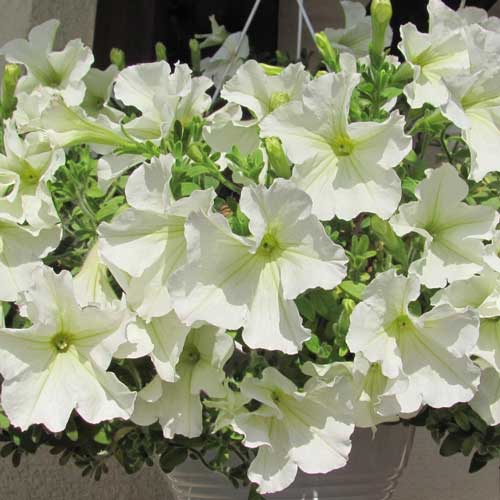 Петуния Мерлин белая F1 изображение 1 артикул 71549