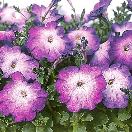 Петуния Мерлин Блю Морн F1 артикул фото 1 Петуния Мерлин Блю Морн F1 изображение 1 артикул 71550