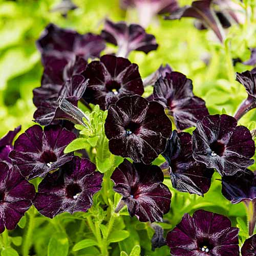 Петуния многоцветковая Черная вишня F1, семена артикул фото 1 Петуния многоцветковая Черная вишня F1, семена изображение 1 артикул 66135