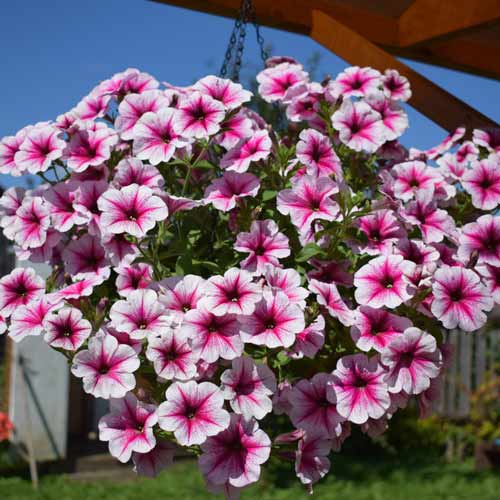 Петуния крупноцветковая Малиновое мороженое F1, семена артикул фото 1 Петуния крупноцветковая Малиновое мороженое F1, семена изображение 1 артикул 66118