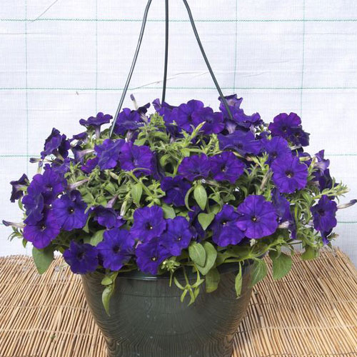 Петуния Мона Лиза Блю F1 Premium Seeds изображение 1 артикул 83940