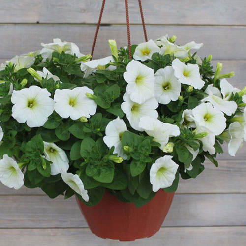 Петуния Мона Лиза Вайт F1 Premium Seeds изображение 1 артикул 83941