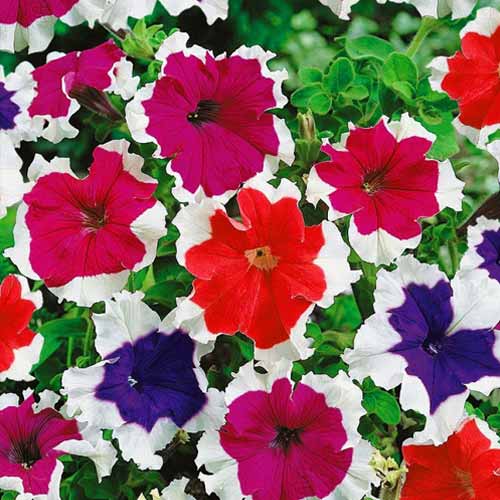 Петуния мультифлора Мерлин Пикоти F1, смесь окрасок артикул фото 1 Петуния мультифлора Мерлин Пикоти F1, смесь окрасок изображение 1 артикул 65862