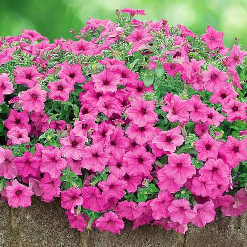 Петуния Прилив розовый F1 изображение 1 артикул 71211