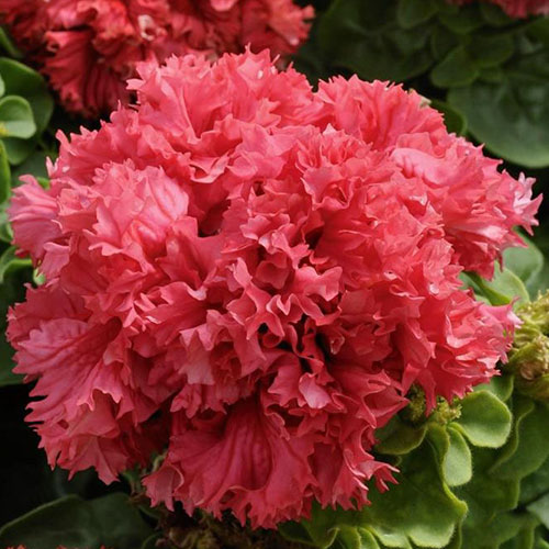 Петуния Ред Файер F1 Premium Seeds изображение 1 артикул 83953