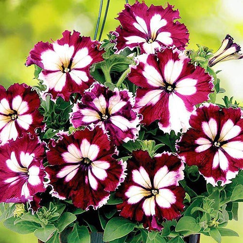 Петуния Сан Ремо Бургунди F1 Premium Seeds изображение 1 артикул 83932