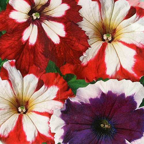 Петуния Сан Ремо F1, смесь окрасок Premium Seeds изображение 1 артикул 83935