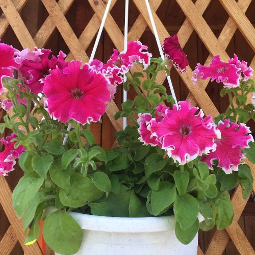 Петуния Сан Ремо Кружевница Люкс F1 Premium Seeds изображение 1 артикул 83934