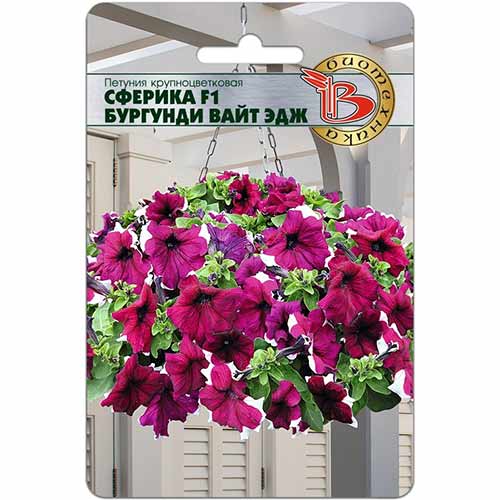 Петуния Сферика Бургунди Вайт Эдж F1 Биотехника артикул фото 1 Петуния Сферика Бургунди Вайт Эдж F1 Биотехника изображение 1 артикул 84666