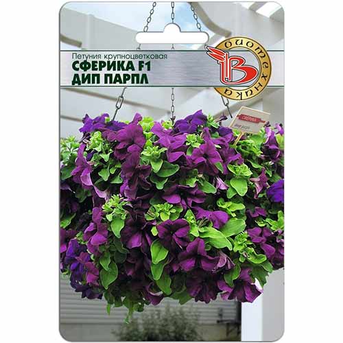Петуния Сферика Дип Парпл F1 Биотехника артикул фото 1 Петуния Сферика Дип Парпл F1 Биотехника изображение 1 артикул 84667