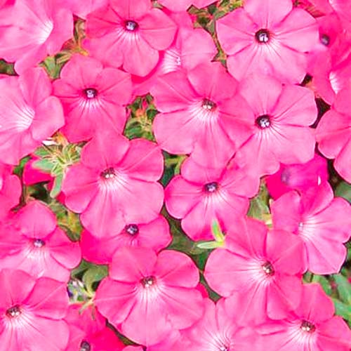 Петуния суперкаскадная Прилив розовый F1, семена изображение 2 артикул 66121