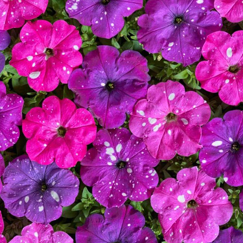 Петуния Веселый художник Дот Стар F1, смесь окрасок Premium Seeds изображение 1 артикул 83938