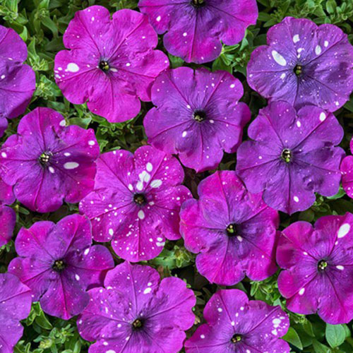 Петуния Веселый художник Дот Стар Виолет F1 Premium Seeds изображение 1 артикул 83937