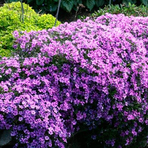 Флокс Пепл Бьюти артикул фото 1 Флокс Пепл Бьюти изображение 1 артикул 7260