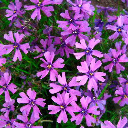 Флокс Пепл Бьюти артикул фото 2 Флокс Пепл Бьюти изображение 2 артикул 7260