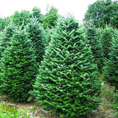 Пихта Фразера изображение 1 артикул 9416