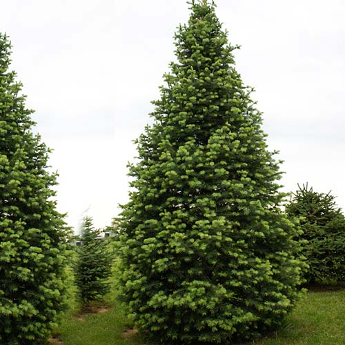 Пихта кавказская Амболури Тлуги артикул фото 1 Пихта кавказская Амболури Тлуги изображение 1 артикул 9417