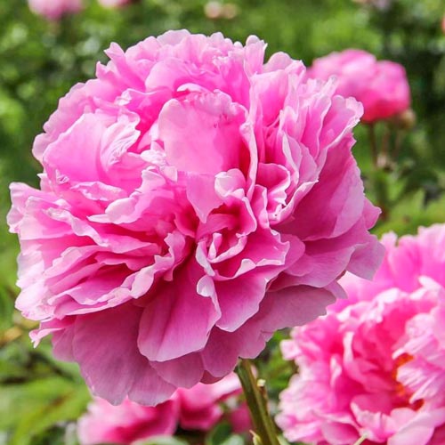 Пион Александр Флеминг изображение 1 артикул 61036