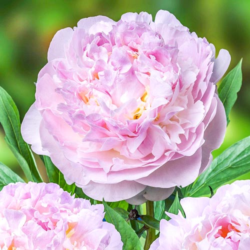 Пион Блаш Квин изображение 1 артикул 61041