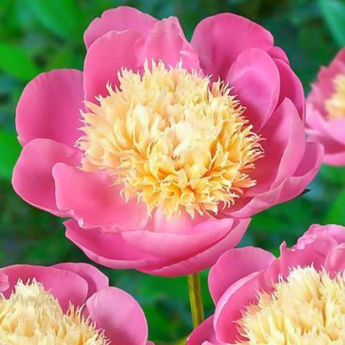 Пион Боул оф Бьюти изображение 1 артикул 76552