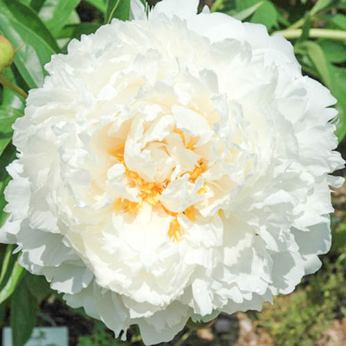 Пион Боул оф Крим изображение 1 артикул 61042