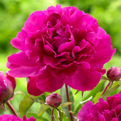 Пион Черри Хилл изображение 1 артикул 61050