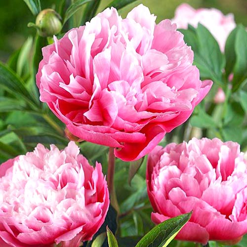 Пион Джокер изображение 1 артикул 61044