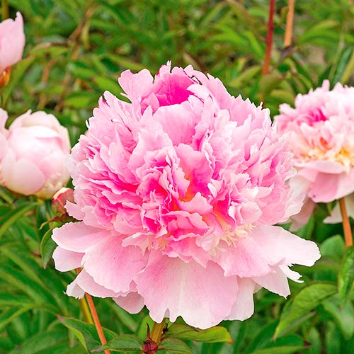 Пион Эденс Парфюм изображение 1 артикул 61055