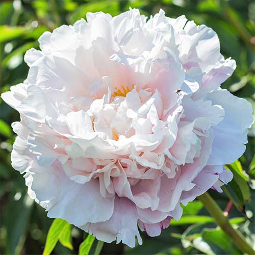 Пион Гардения изображение 1 артикул 76553
