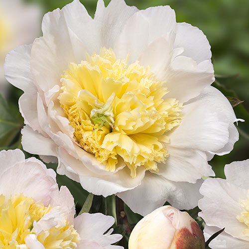 Пион Хани Голд изображение 1 артикул 61054