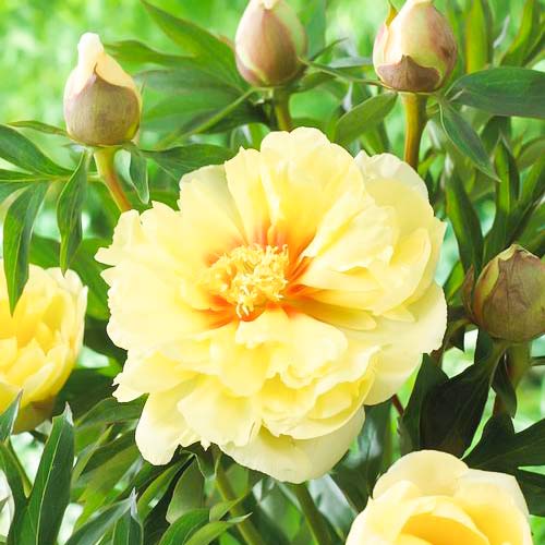 Пион (Ито-гибрид) Бартзелла изображение 1 артикул 76130