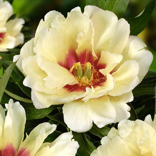 Пион (Ито-гибрид) Кэллис Мемори изображение 1 артикул 76482