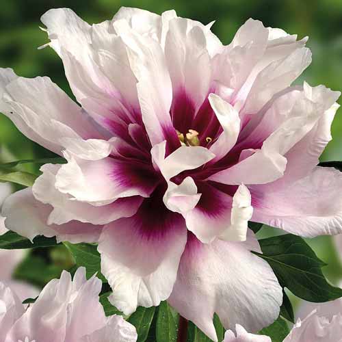 Пион (Ито-гибрид) Кора Луиза изображение 1 артикул 76484