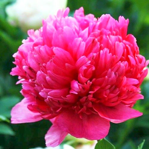 Пион Комманд Перформанс изображение 1 артикул 61046