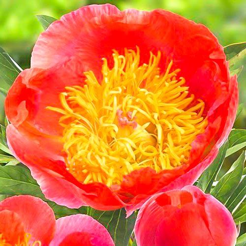 Пион Корал Суприм изображение 1 артикул 61048