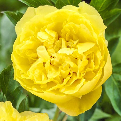 Пион Лаура Десерт изображение 1 артикул 76614