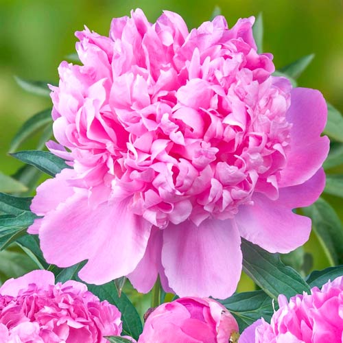 Пион Монсеньор Жюль Эли изображение 1 артикул 76615