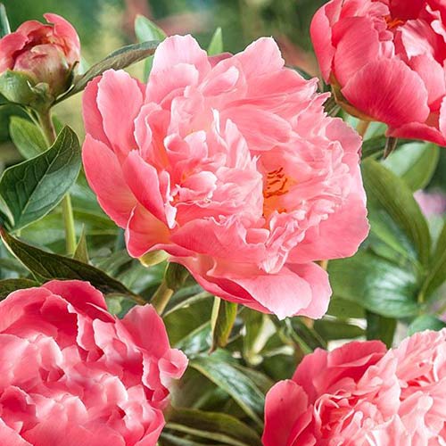 Пион Пинк Гавайан Корал изображение 1 артикул 61051