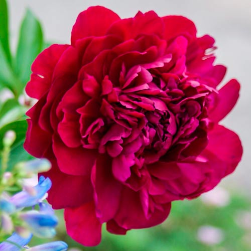 Пион Пол М. Вайлд изображение 1 артикул 76338