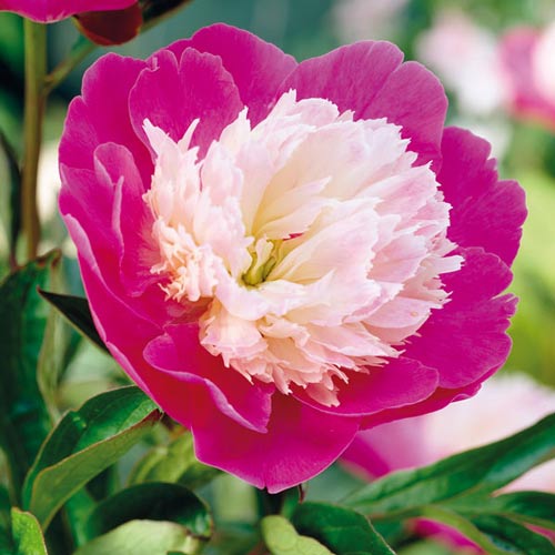 Пион Санта Фе изображение 1 артикул 76339